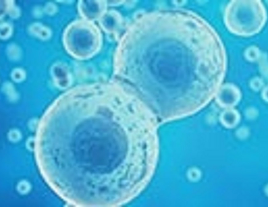 Live Cell Imaging Market